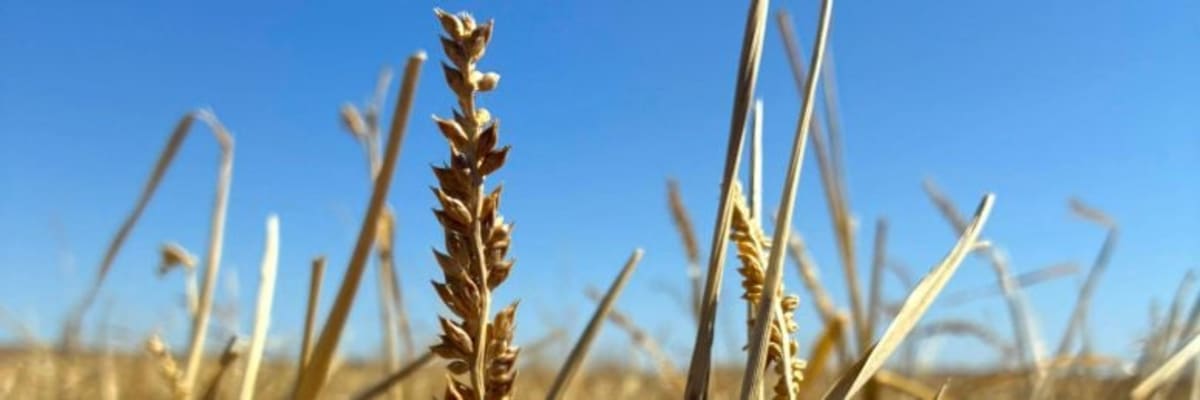 Ancient Australian Millet Shows 3,000 Years of Cultivation - Image 2