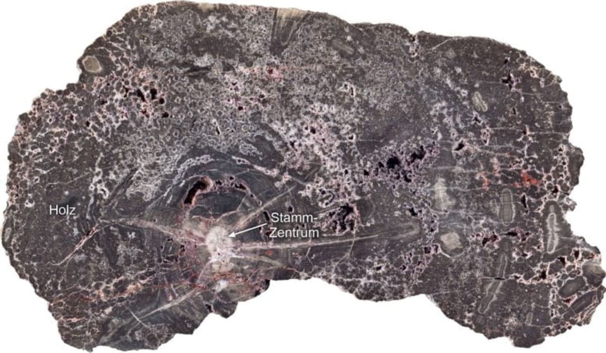 Fossil Wood Reveals 300 Million Years of Europe's History - Image 2