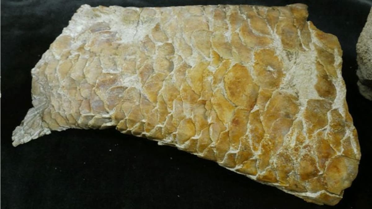 Lost Notebooks Solve 25-Year Mystery of Ancient Fish - Image 5