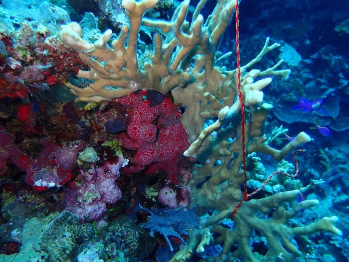 Coral Reefs Hide 99% Unknown Microbes With Medical Promise - Image 3