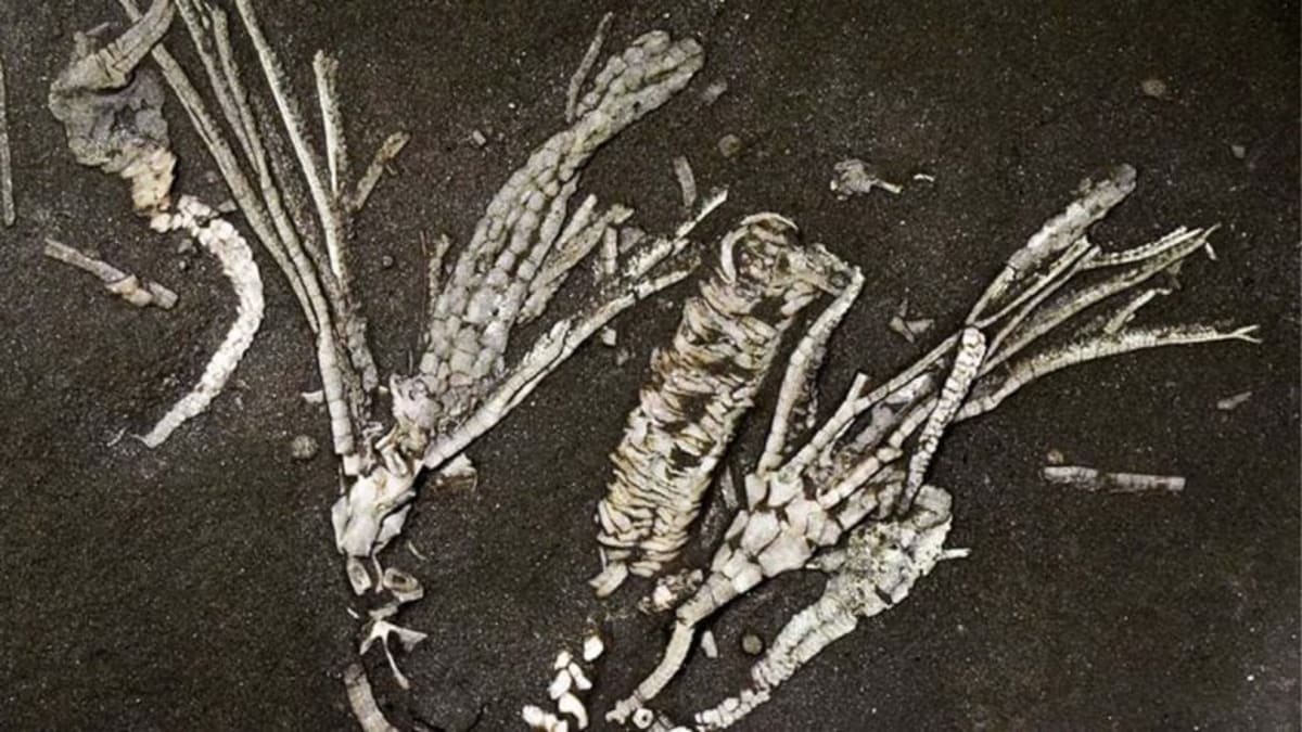 450-Million-Year-Old Fossil Reveals Ancient Ocean Secrets - Image 2
