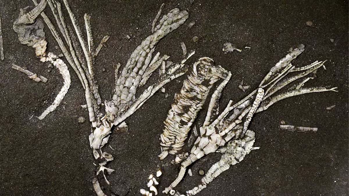 450-Million-Year-Old Fossil Reveals Ancient Ocean Secrets