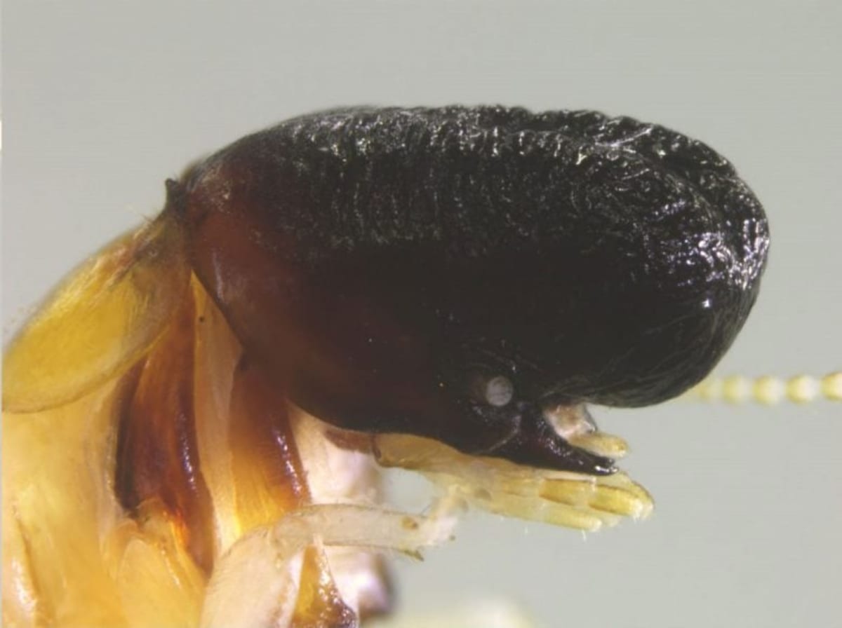 Scientists Find Whale-Headed Termite in Rainforest - Image 2