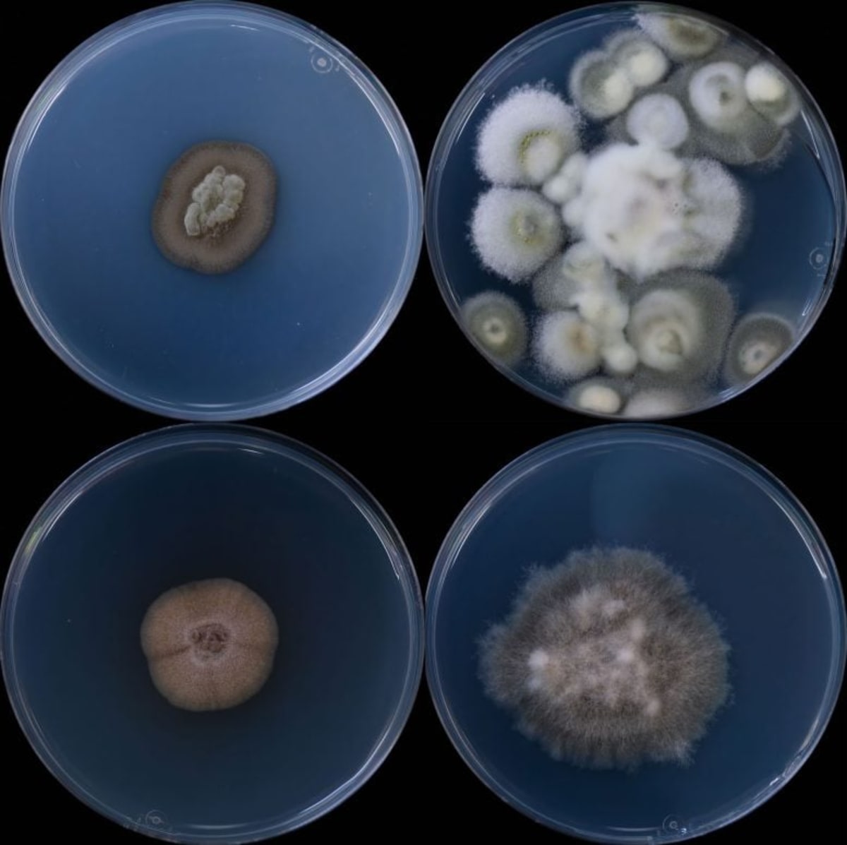 Colorful fungal colonies cultured from deep underground water samples collected 1,640 feet beneath Michigan