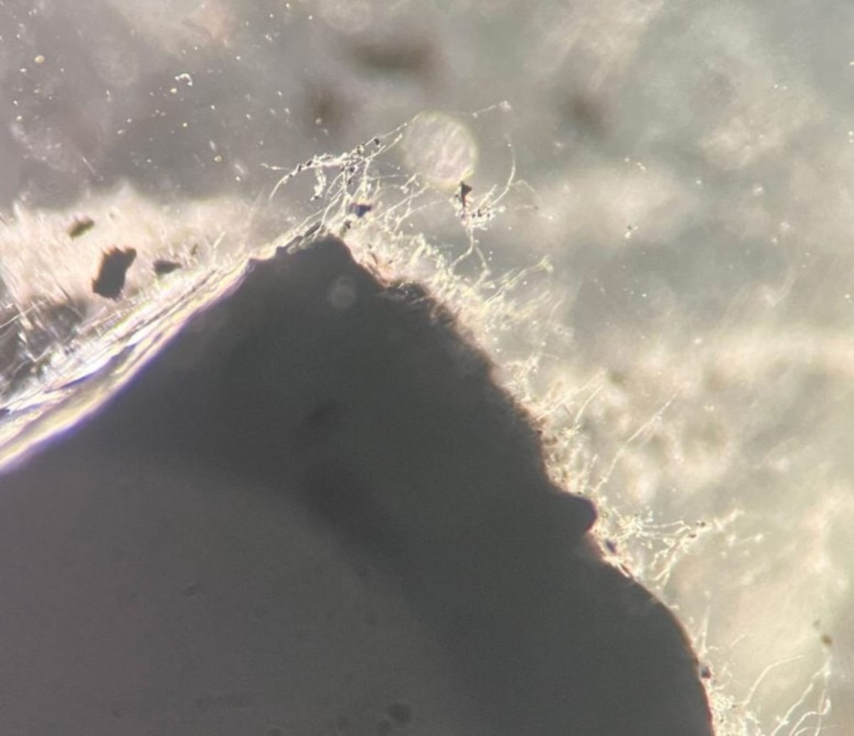 Scientists Find 689 Fungi Species 1,640 Feet Underground - Image 5