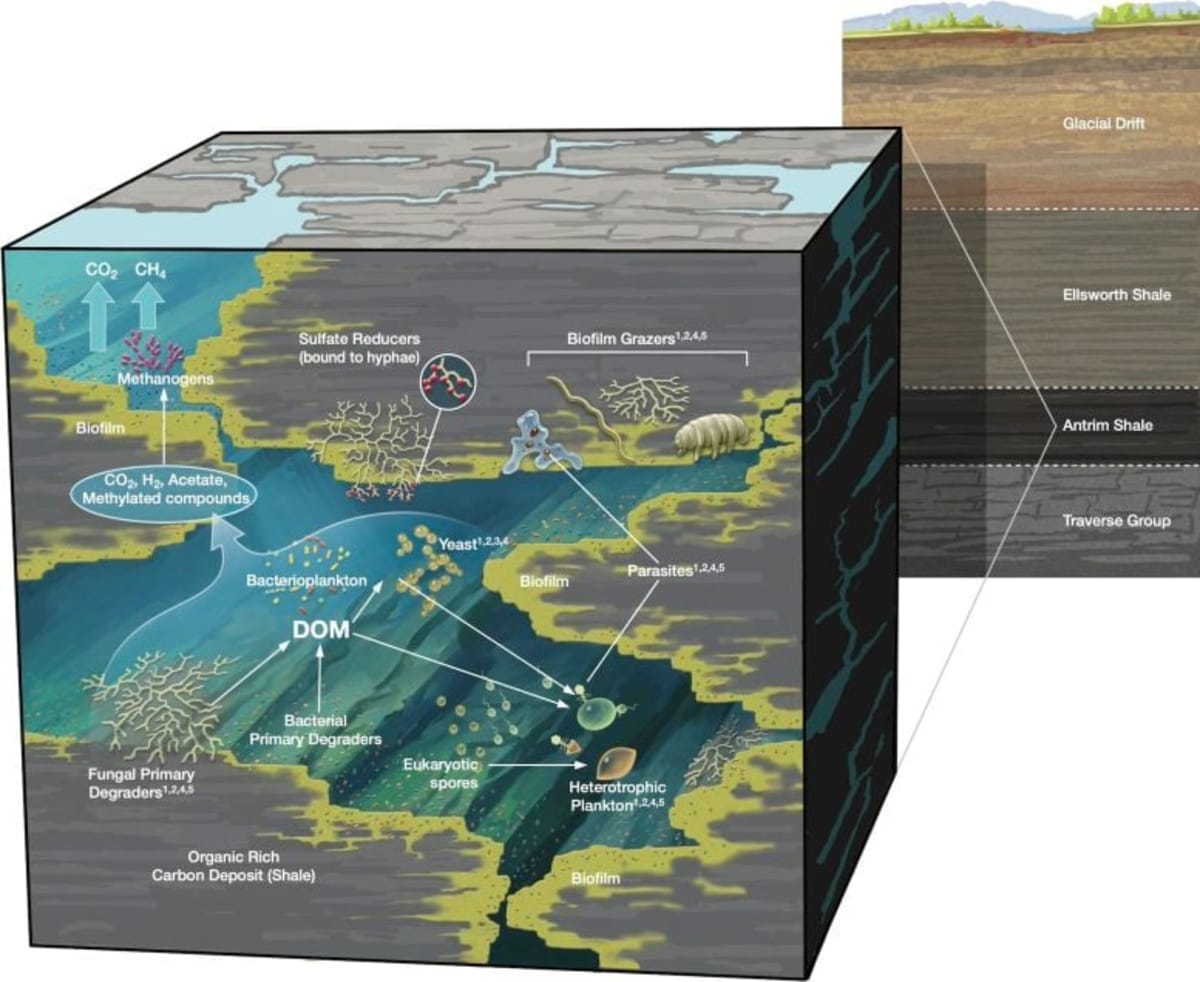 Scientists Find 689 Fungi Species 1,640 Feet Underground - Image 2