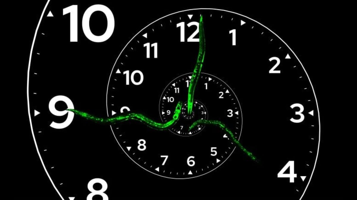 Scientists Find First Biological Clock That Never Repeats - Image 2