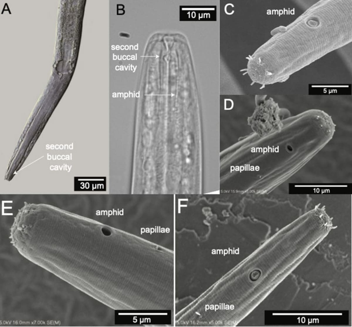 New Worm Species Found in Great Salt Lake - Image 4