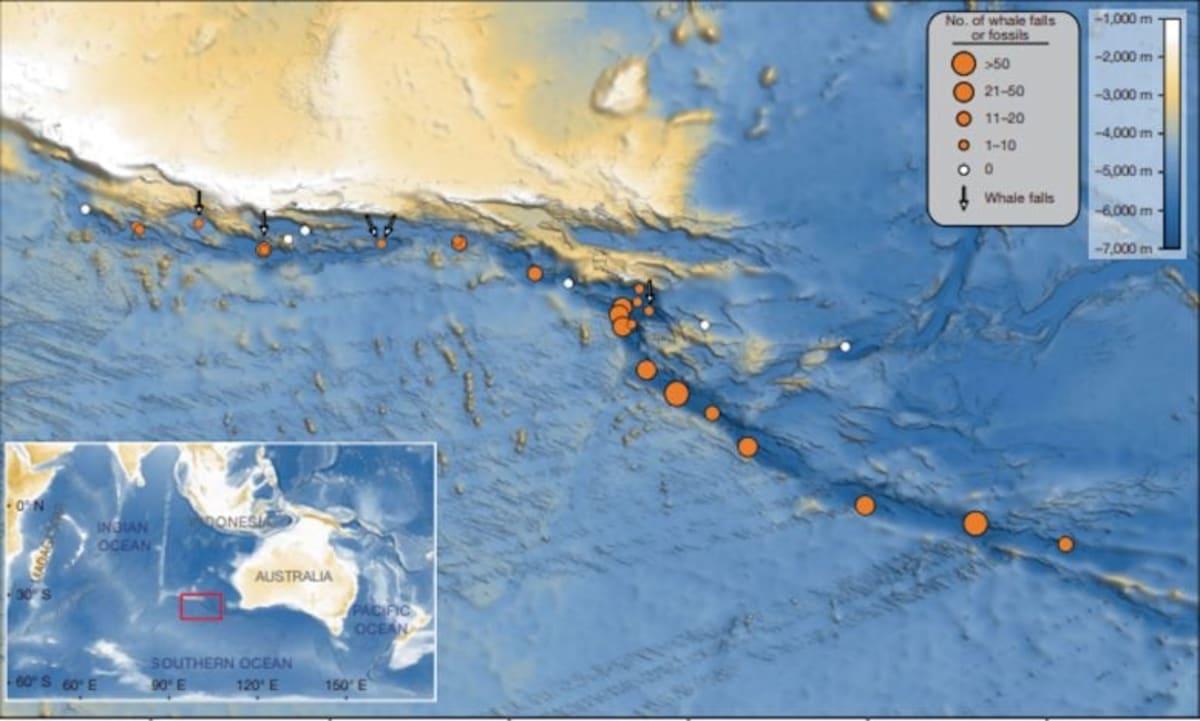 Scientists Find 5-Million-Year-Old Whale Graveyard - Image 3