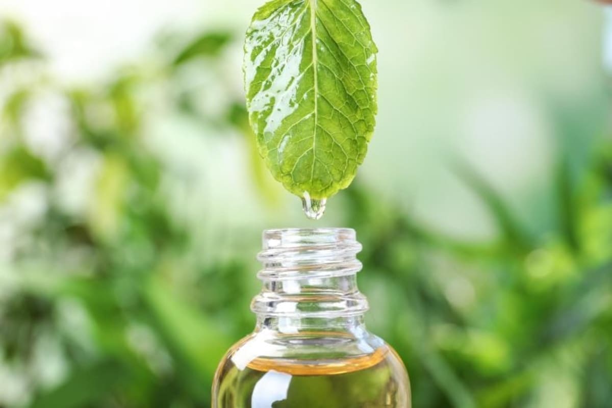 Peppermint Oil Drops Blood Pressure 8.5 Points in 20 Days - Image 2