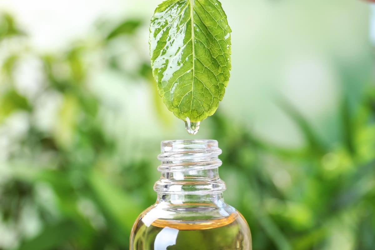 Peppermint Oil Drops Blood Pressure 8.5 Points in 20 Days