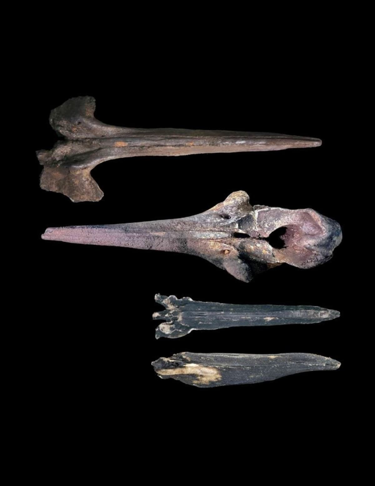 Scientists Find 5-Million-Year-Old Whale Graveyard - Image 4