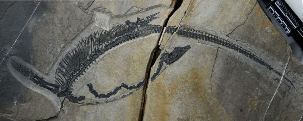 245-Million-Year-Old Reptile Found With Organs Intact - Image 2