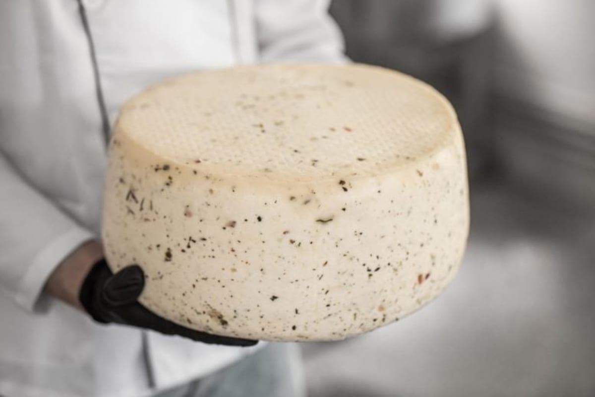 British Cheese Study Reveals Gut-Healthy Bacteria Inside - Image 2