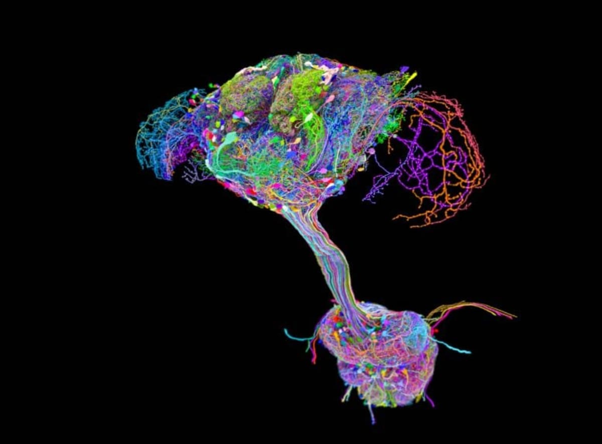 Scientists Map Fruit Fly Brain, Find No Central Control - Image 2