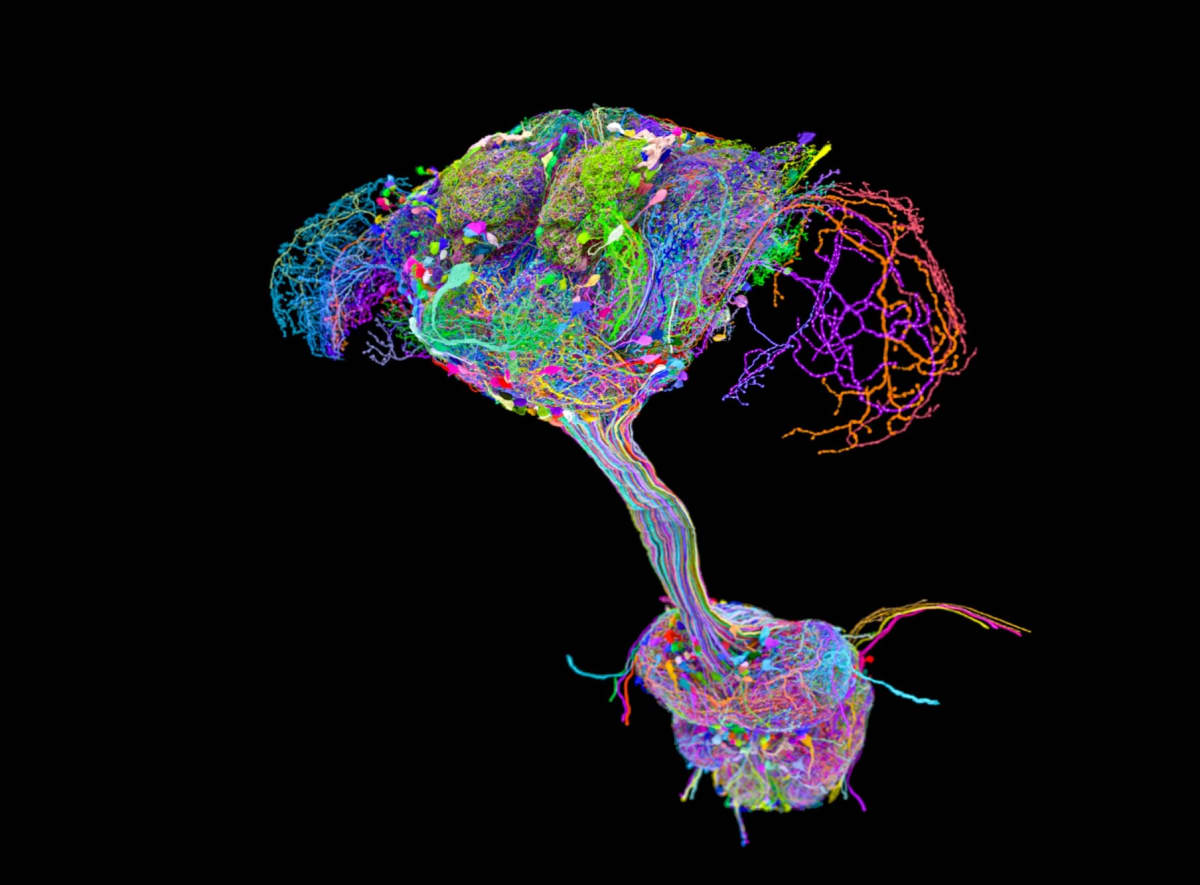 3D visualization showing interconnected neural pathways in a fruit fly's brain and nerve cord