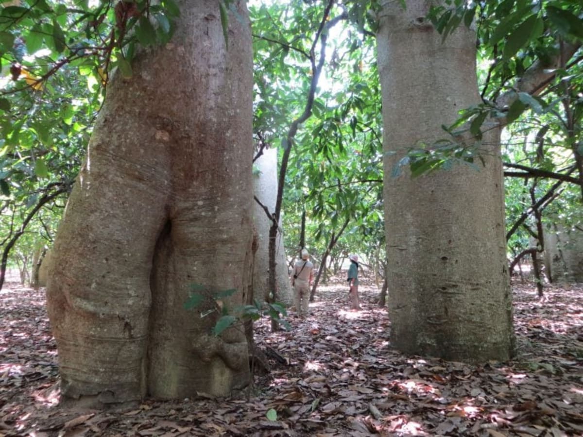 Researcher standing among towering baobab trees with thick trunks in Madagascar forest