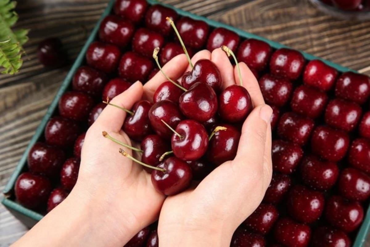Bowl of fresh dark sweet cherries with deep red color rich in anthocyanins
