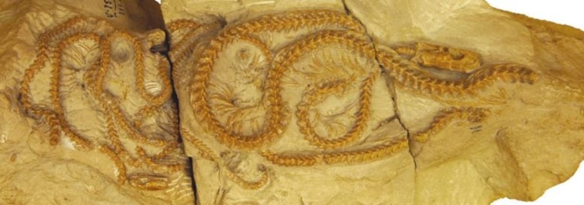 34-Million-Year-Old Snake Fossils Reveal Sleepover Party - Image 2
