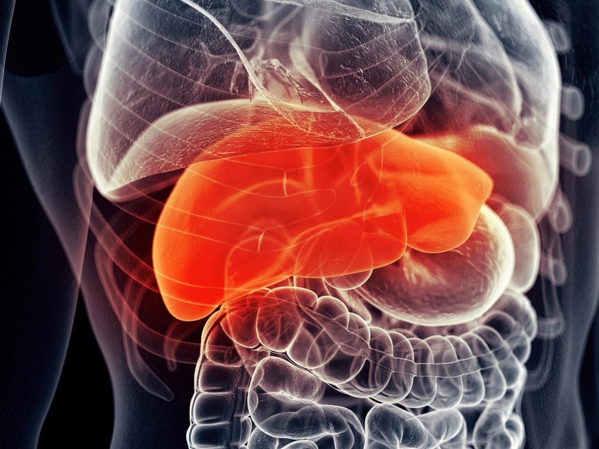 Microscopic view of liver cells showing cellular structure and regeneration process