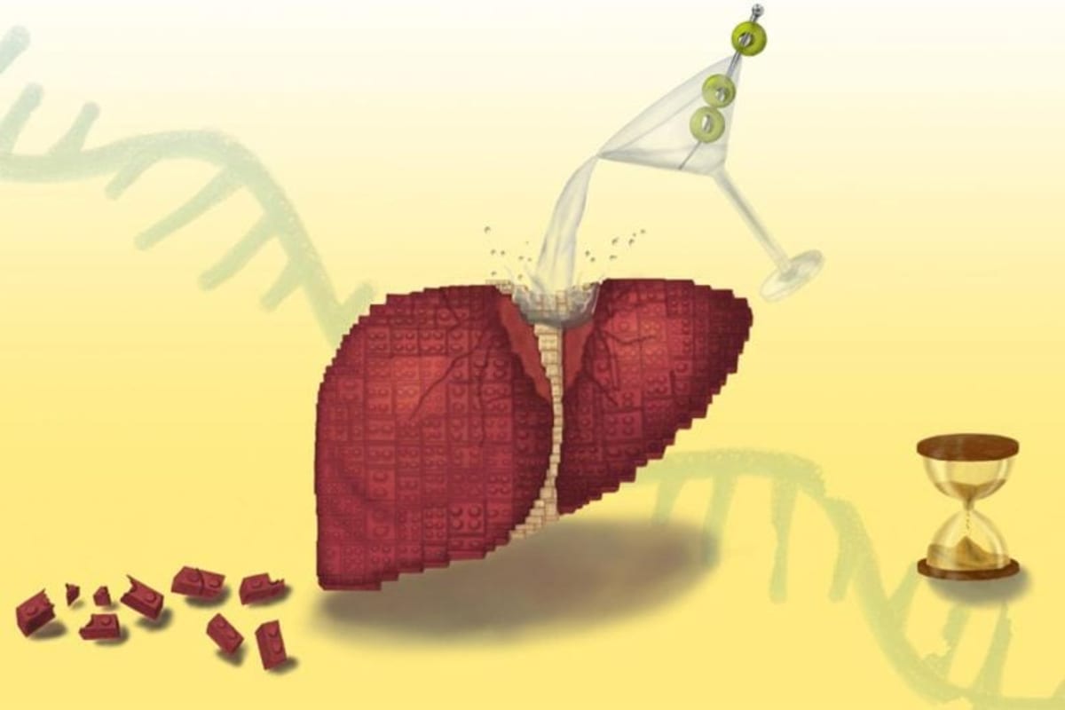 Scientists Discover Why Damaged Livers Can Heal Again - Image 3