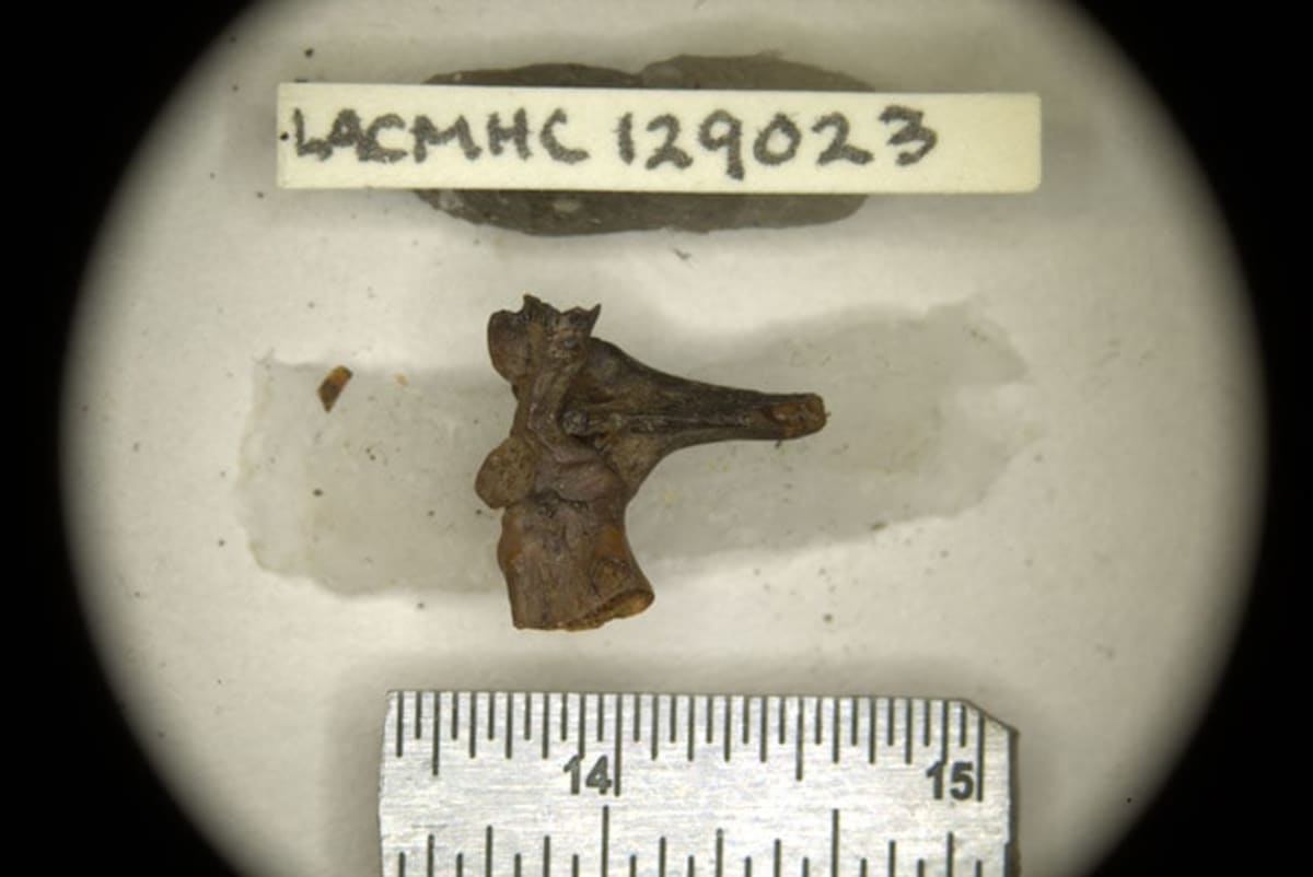 Overlooked 1950s Fossil Reveals New Ice Age Toad Species - Image 3