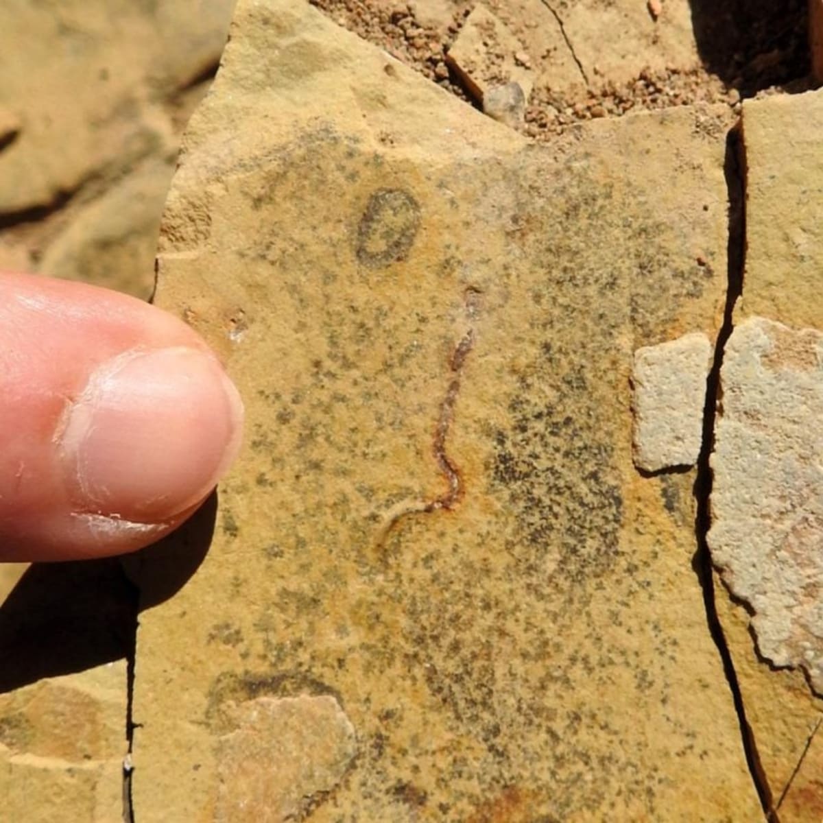 540-Million-Year-Old Mystery Solved in Brazilian Fossils - Image 2
