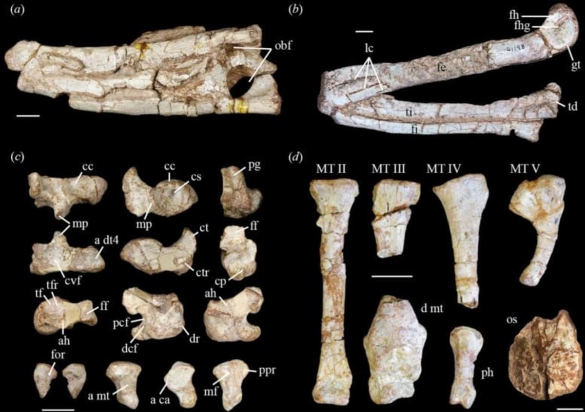 New Crocodile Cousin Found After 210 Million Years - Image 4