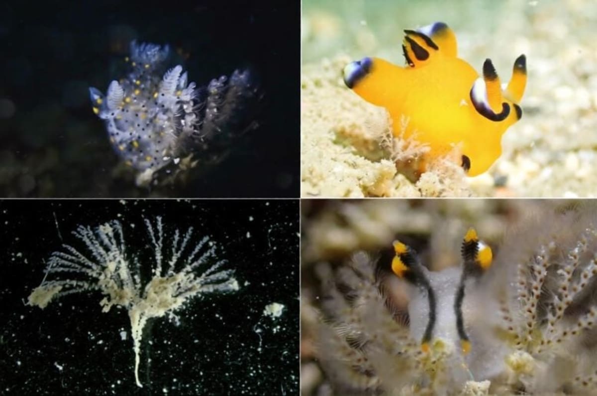 Sesame-Sized Sea Slug Discovered in Taiwan Waters - Image 5