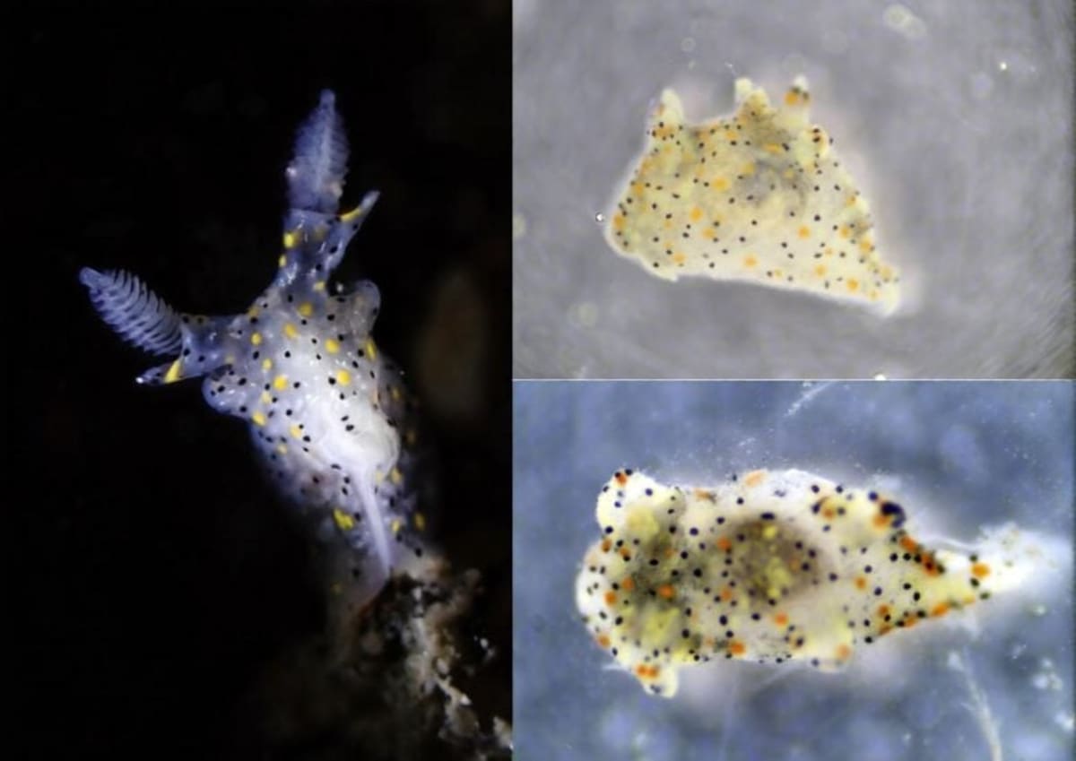 Sesame-Sized Sea Slug Discovered in Taiwan Waters - Image 4