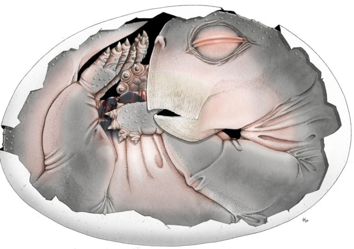 250-Million-Year-Old Egg Reveals Mammal Ancestor Secrets - Image 3