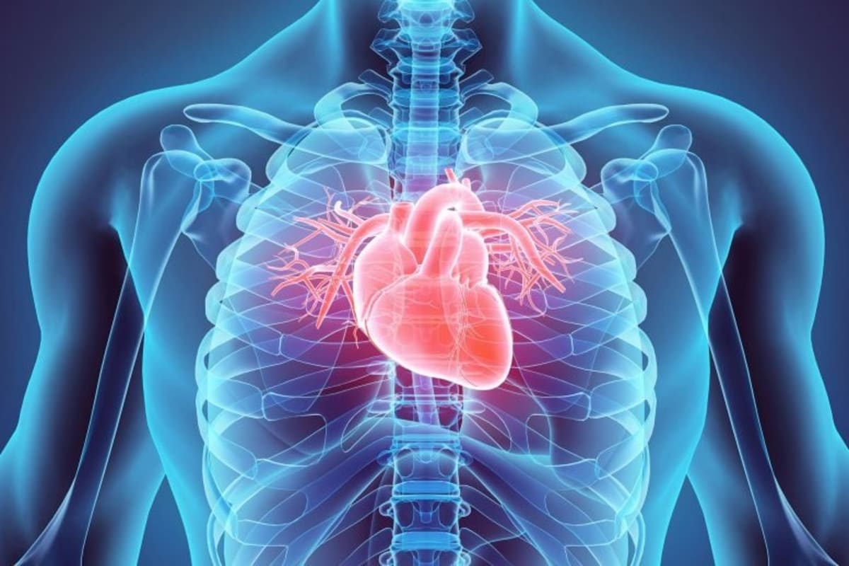 Engineered human heart tissue samples in laboratory used to test pomegranate compound effects