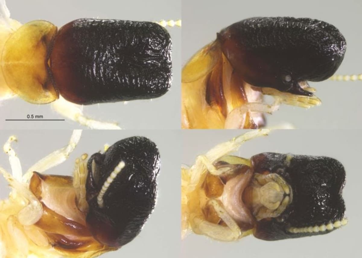 Scientists Find Whale-Headed Termite in Rainforest - Image 3