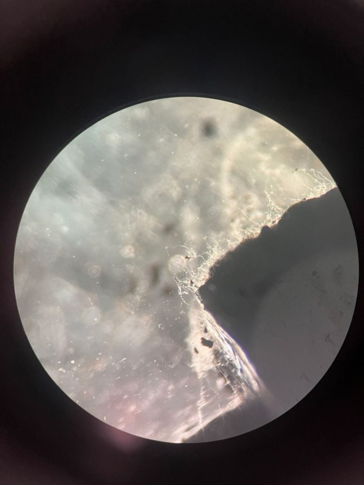 Scientists Find 689 Fungi Species 1,640 Feet Underground - Image 3