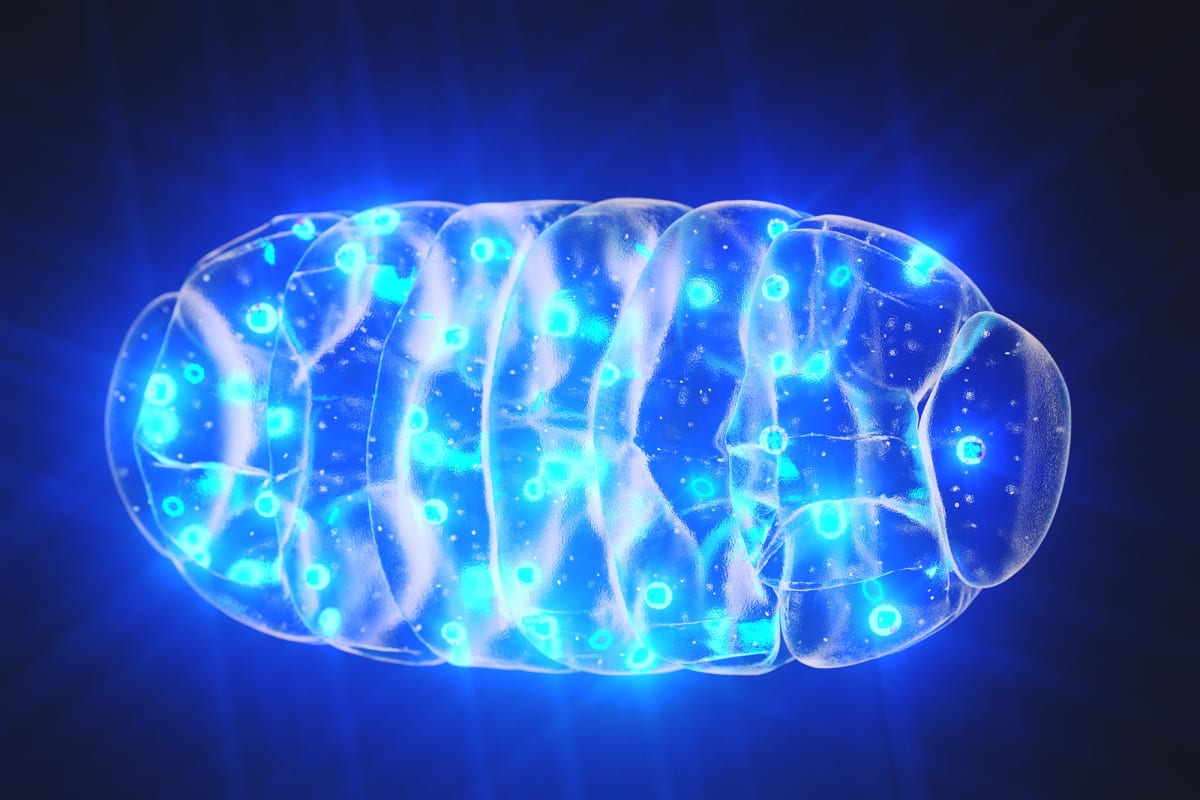 Microscopic view of connected mitochondrial networks glowing inside healthy young cells