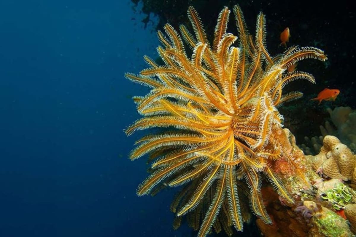 450-Million-Year-Old Fossil Reveals Ancient Ocean Secrets - Image 3