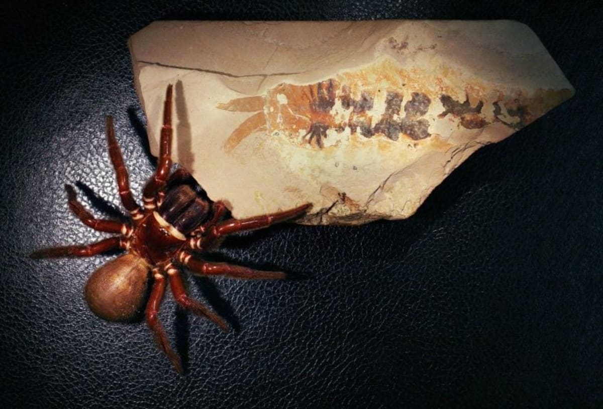 500-Million-Year-Old Fossil Rewrites Spider Origins - Image 2