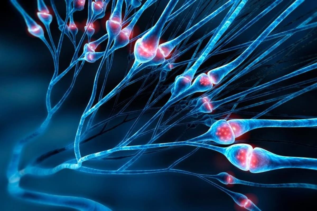 Microscopic image of sensory neurons showing BRAF protein markers in green fluorescence