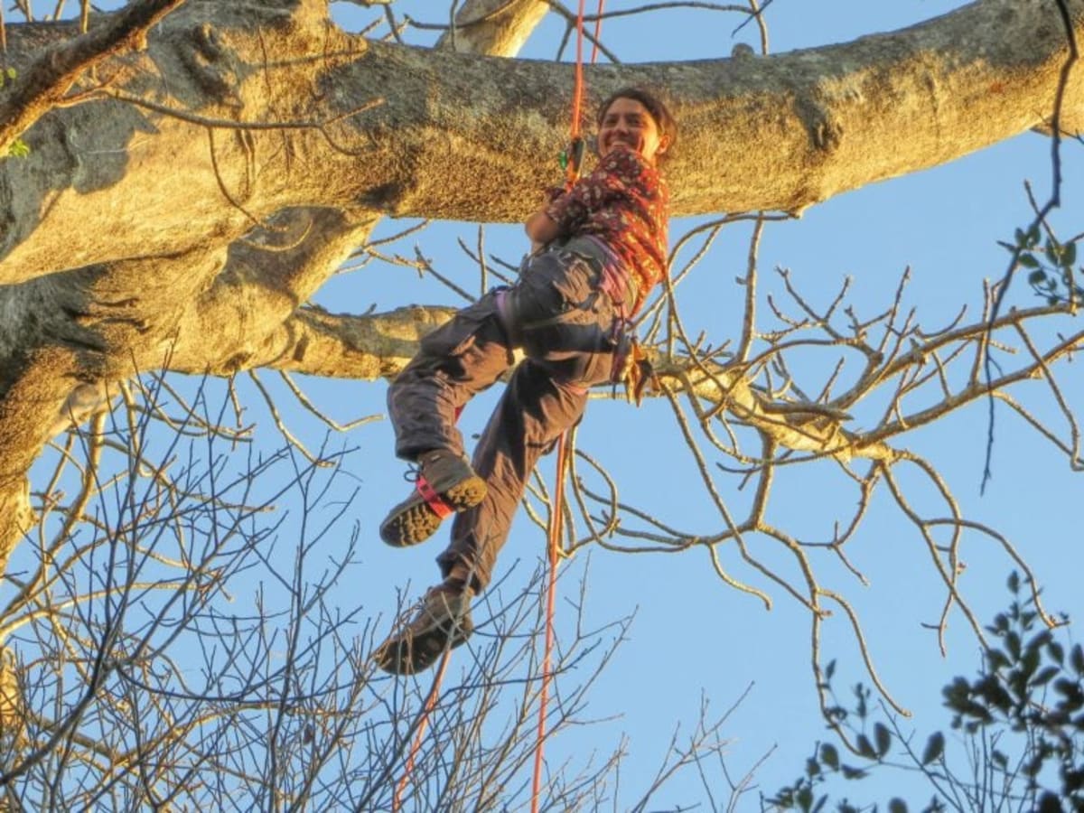 Madagascar's Hidden Baobab Species Could Save Endangered Trees - Image 3