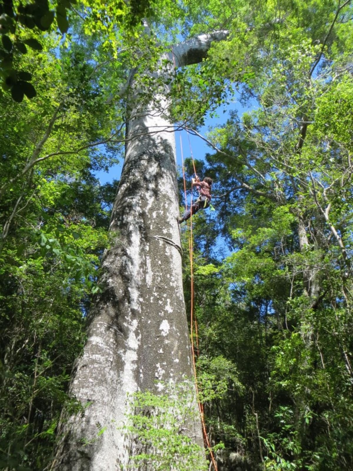 Madagascar's Hidden Baobab Species Could Save Endangered Trees - Image 4