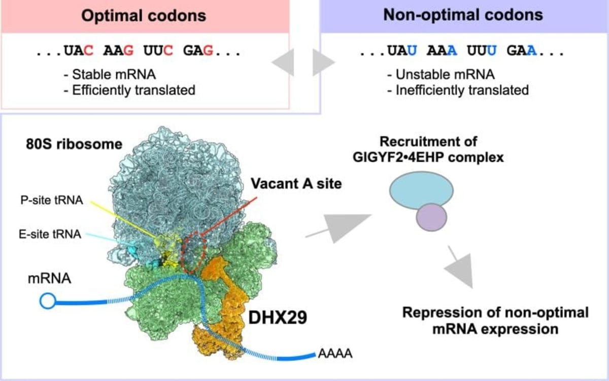 Scientists Find Hidden Code Inside Human DNA - Image 3