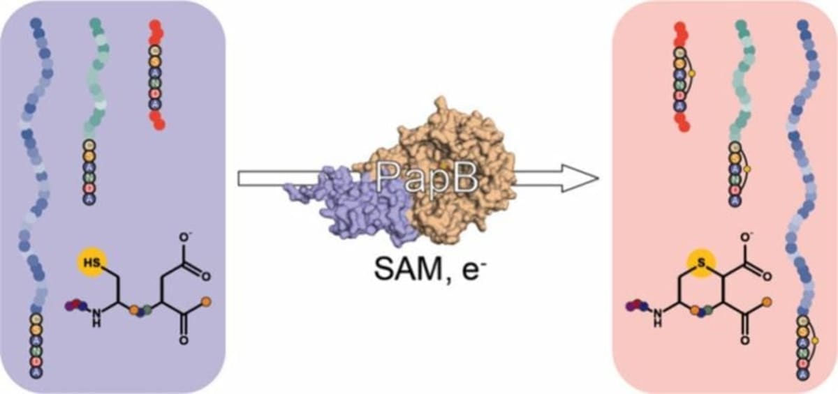 Enzyme Discovery Could Extend Life of Weight Loss Drugs - Image 3
