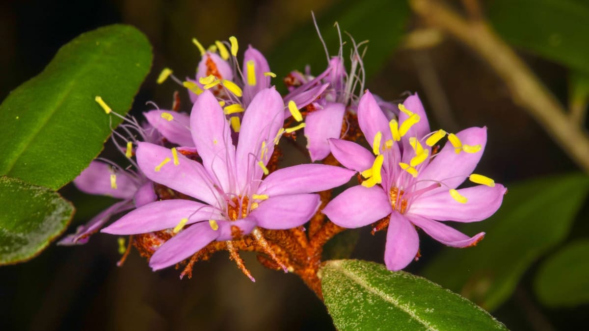 Bright pink flowering Phebalium banyabba shrub covered in rusty-pink blooms in northeastern Australia