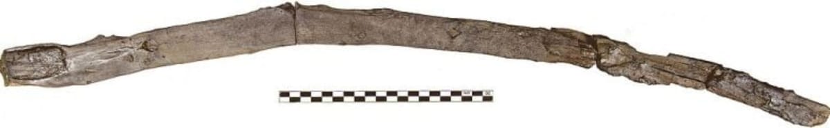 430,000-Year-Old Wooden Tools Rewrite Human History - Image 4