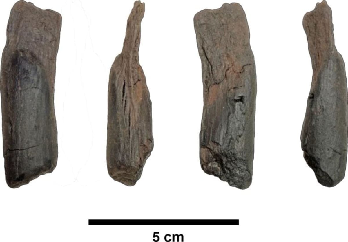 430,000-Year-Old Wooden Tools Rewrite Human History - Image 3