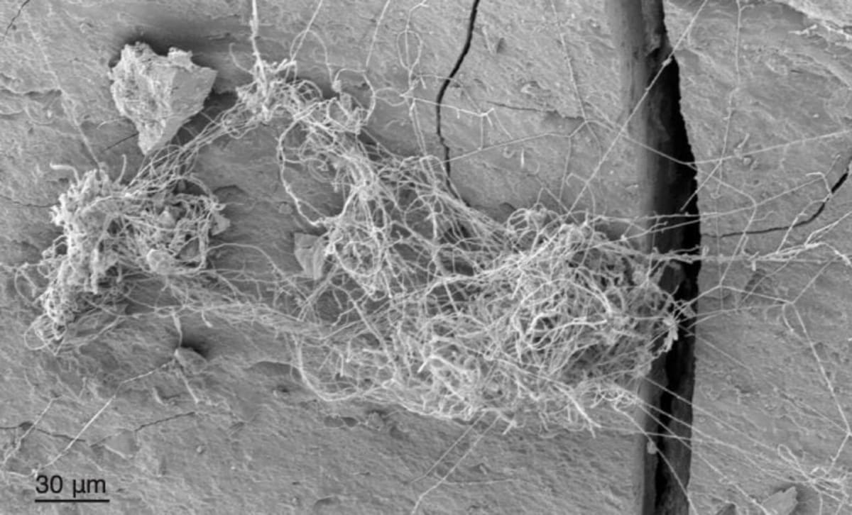 Scientists Find 689 Fungi Species 1,640 Feet Underground - Image 4