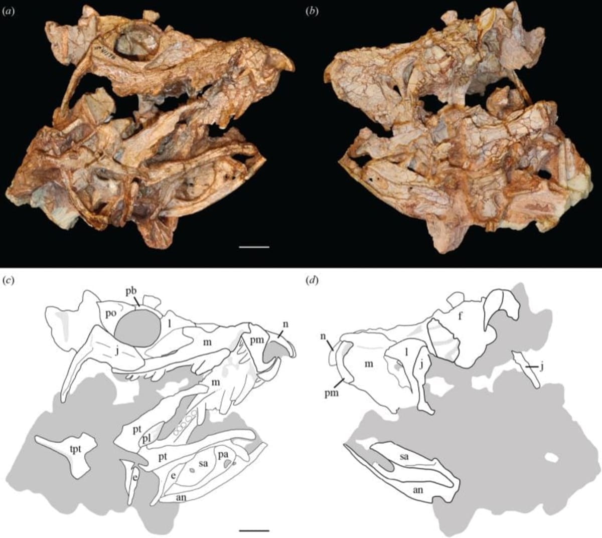New Crocodile Cousin Found After 210 Million Years - Image 3