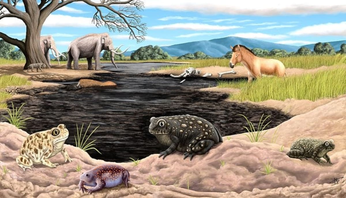 Reconstruction illustration showing dark brown spadefoot toads at La Brea Tar Pits during Ice Age