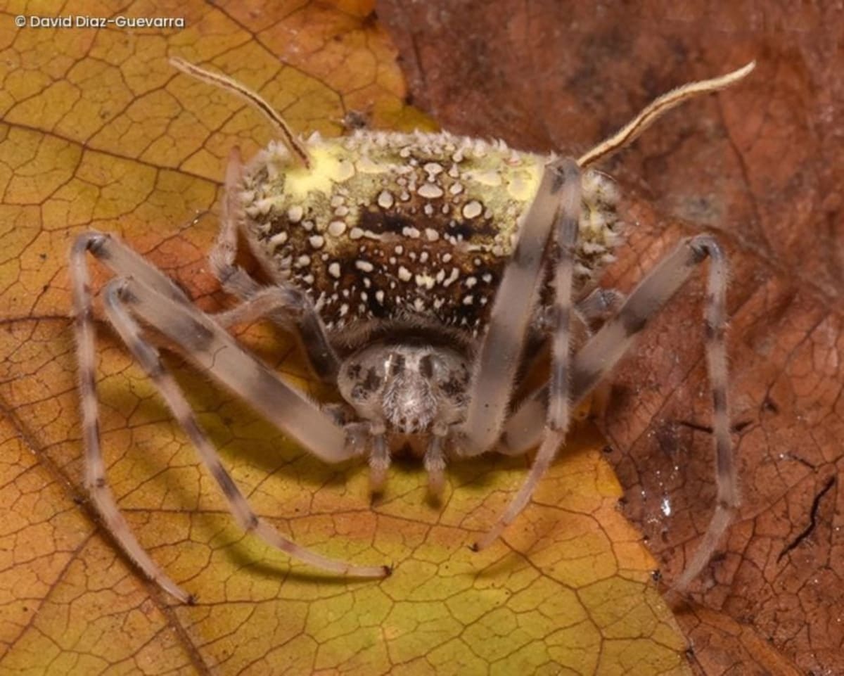 Amazon Spider Disguises Itself as Fungus to Survive - Image 2