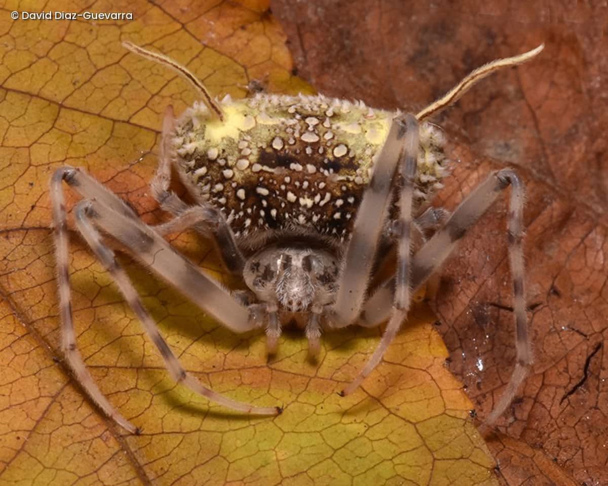 Amazon Spider Disguises Itself as Fungus to Survive